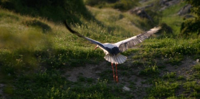 stork