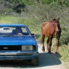 Greek Horse Power