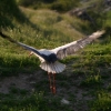 stork